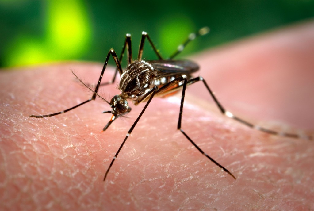 Dengue já é o 5º principal motivo que afasta as pessoas do trabalho
