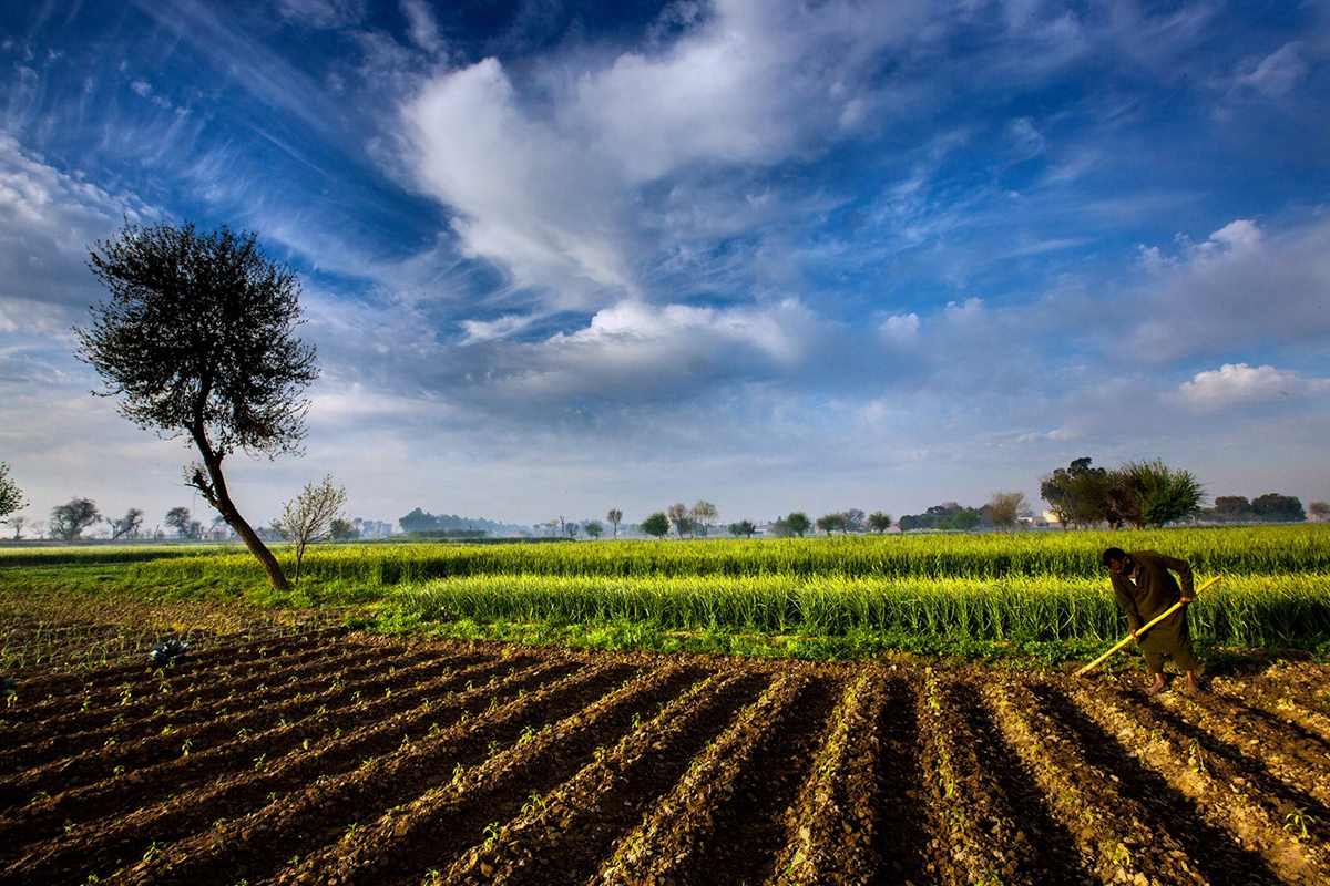 Governo libera R$ 100 milhões para o seguro rural