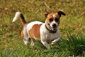 pet-jack-russell
