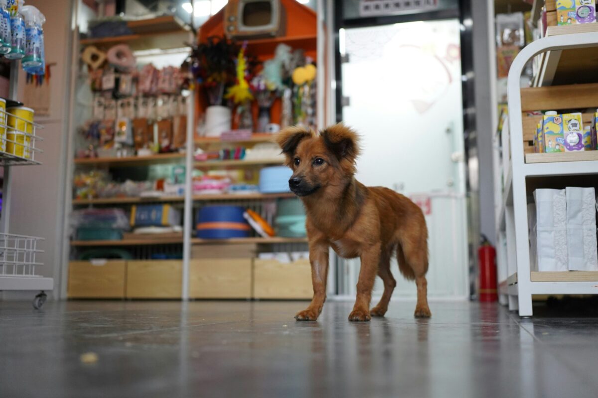 Seguro para pet shops protege negócios em setor em expansão