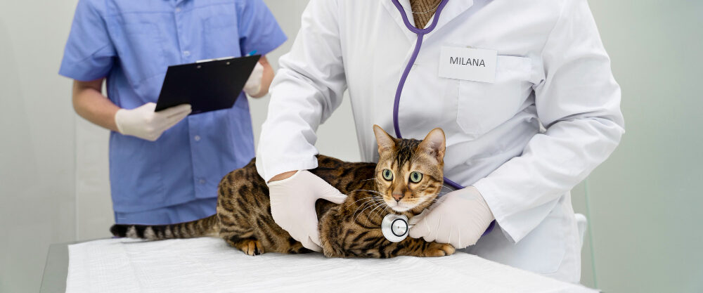 Surto de esporotricose pressiona operadoras de saúde pet