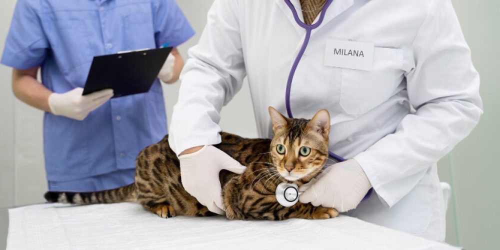 Surto de esporotricose pressiona operadoras de saúde pet