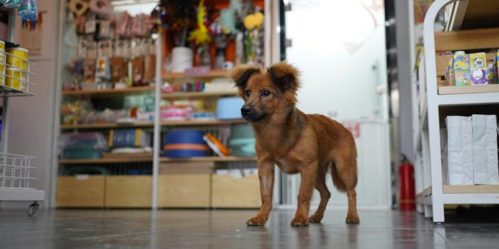 Seguro para pet shops protege negócios em setor em expansão