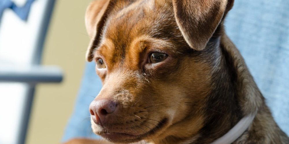 Seguro de vida da BB Seguros inclui assistência para pets